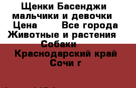 Щенки Басенджи ,мальчики и девочки › Цена ­ 1 - Все города Животные и растения » Собаки   . Краснодарский край,Сочи г.